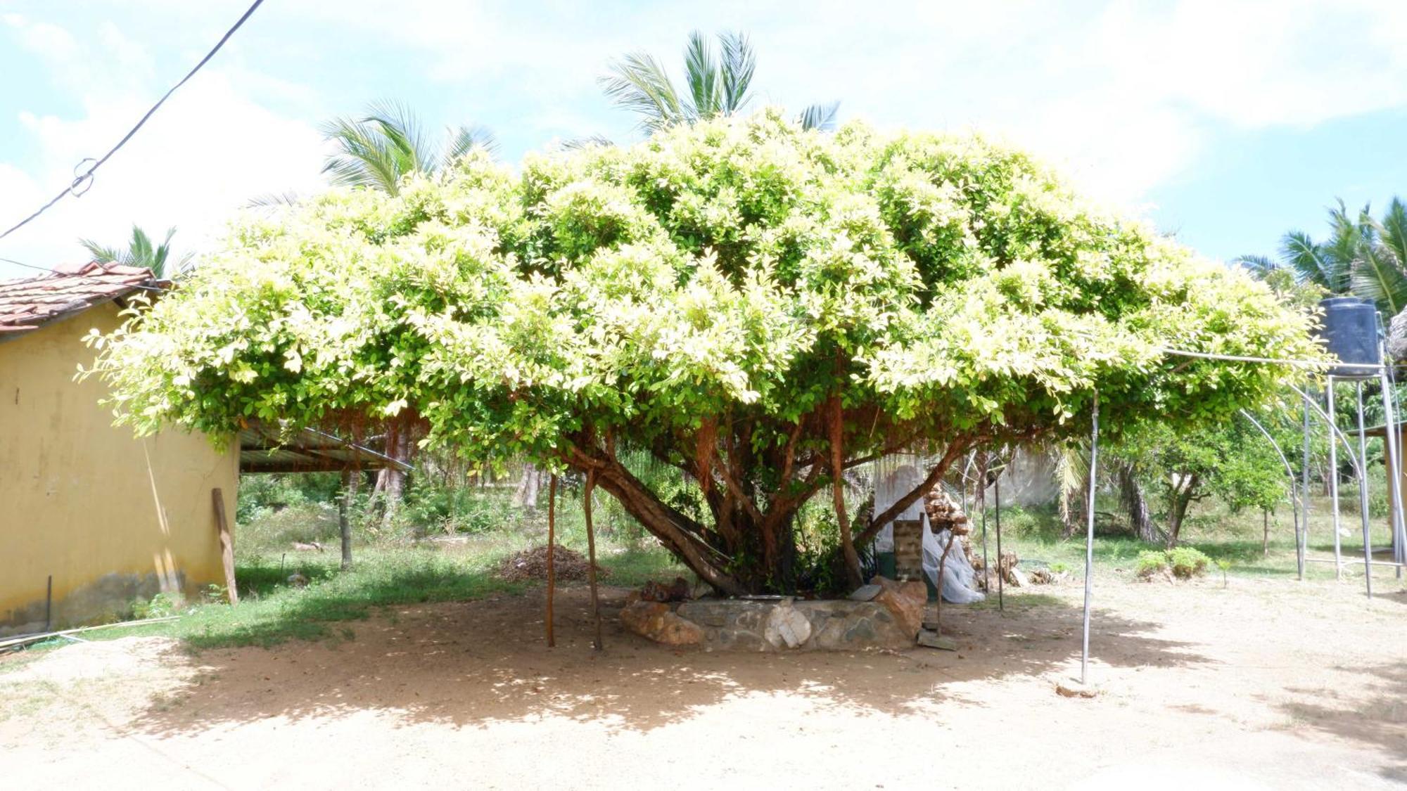 Attale Resort Tissamaharama Ngoại thất bức ảnh